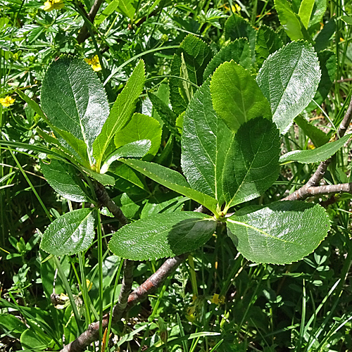 Zwergmispel / Sorbus chamaemespilus