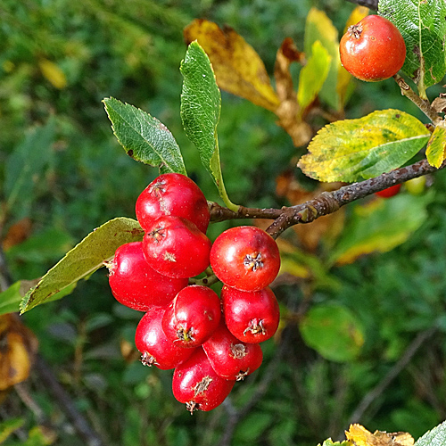 Zwergmispel / Sorbus chamaemespilus