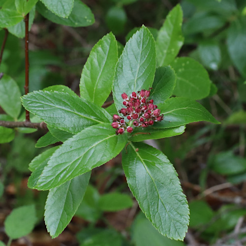 Zwergmispel / Sorbus chamaemespilus