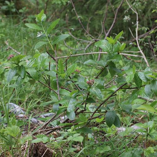 Zwergmispel / Sorbus chamaemespilus