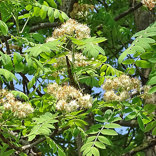 Speierling / Sorbus domestica