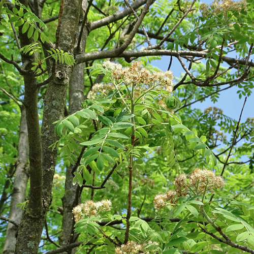 Speierling / Sorbus domestica