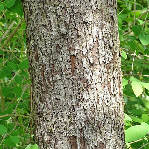 Speierling / Sorbus domestica