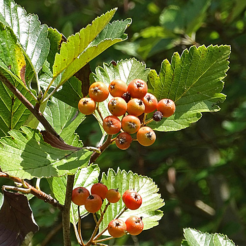 Berg-Mehlbeerbaum / Sorbus mougeotii