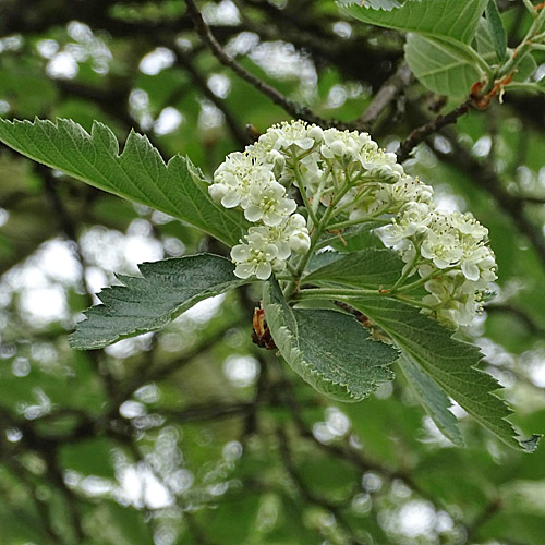 Berg-Mehlbeerbaum / Sorbus mougeotii