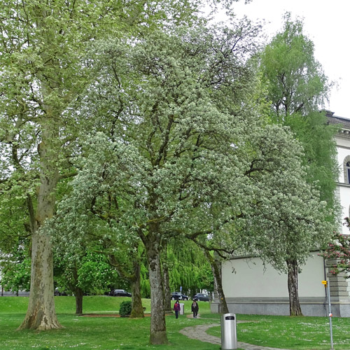 Berg-Mehlbeerbaum / Sorbus mougeotii