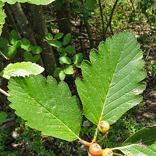 Berg-Mehlbeerbaum / Sorbus mougeotii