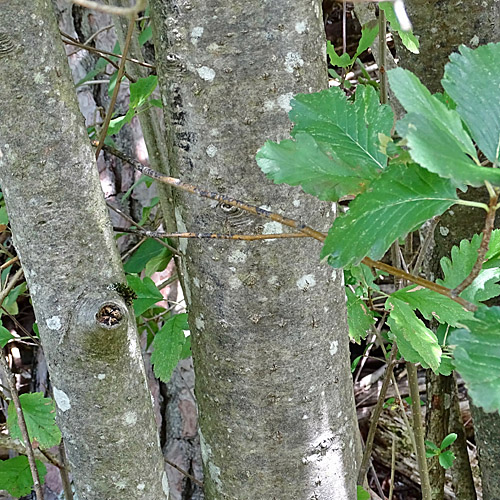 Berg-Mehlbeerbaum / Sorbus mougeotii