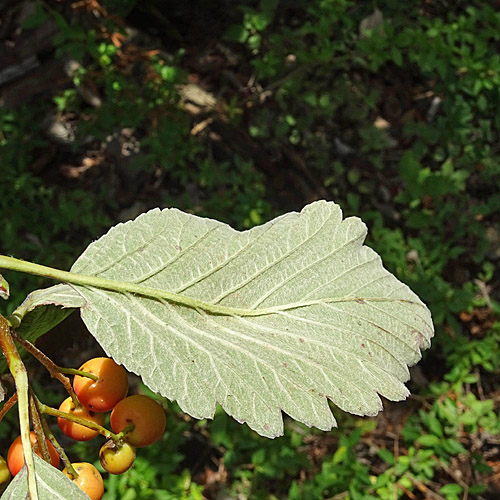 Berg-Mehlbeerbaum / Sorbus mougeotii