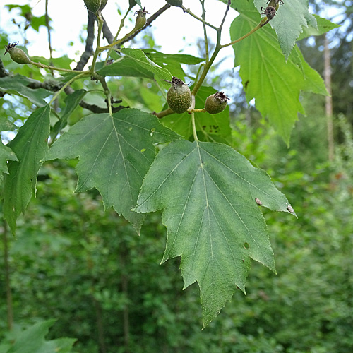 Elsbeerbaum / Sorbus torminalis