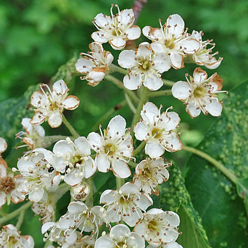 Elsbeerbaum / Sorbus torminalis