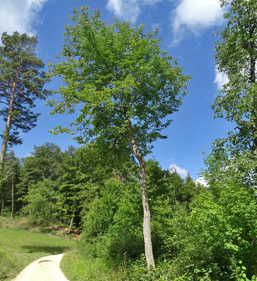 Elsbeerbaum / Sorbus torminalis