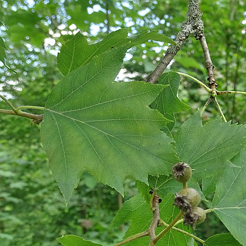 Elsbeerbaum / Sorbus torminalis