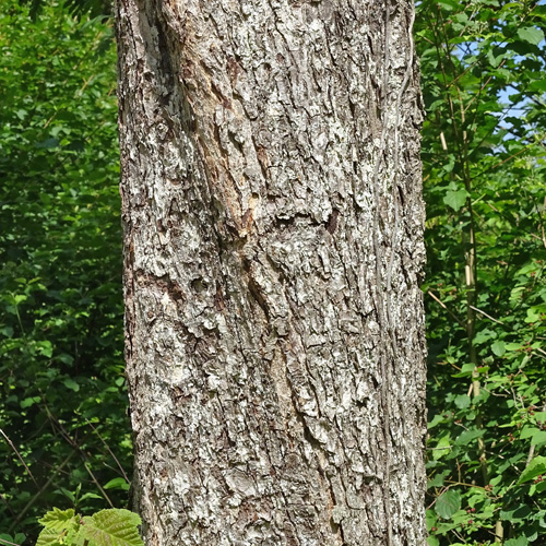 Elsbeerbaum / Sorbus torminalis