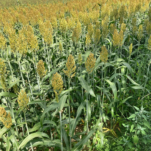 Echte Mohrenhirse / Sorghum bicolor