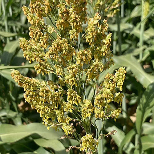 Echte Mohrenhirse / Sorghum bicolor