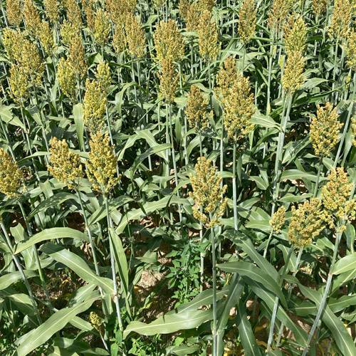 Echte Mohrenhirse / Sorghum bicolor