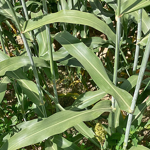 Echte Mohrenhirse / Sorghum bicolor