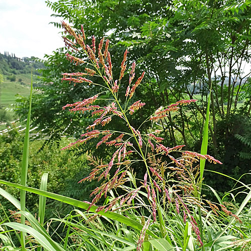 Wilde Mohrenhirse / Sorghum halepense