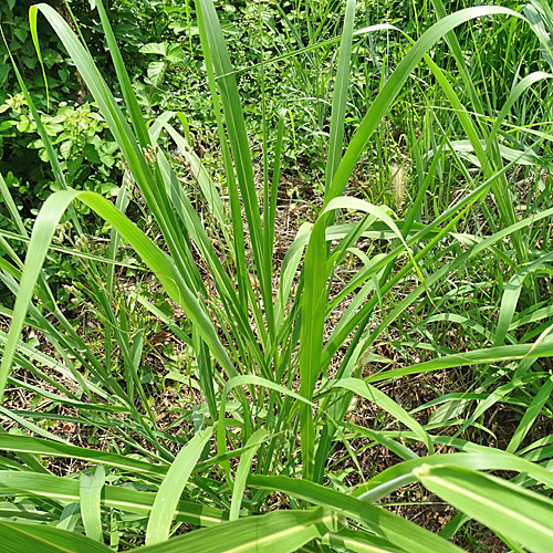 Wilde Mohrenhirse / Sorghum halepense