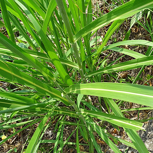 Wilde Mohrenhirse / Sorghum halepense