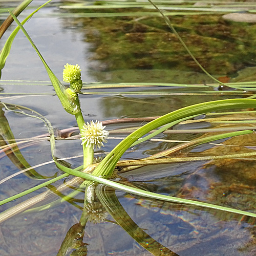 Schmalblättriger Igelkolben / Sparganium angustifolium