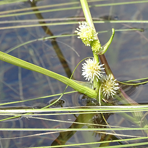 Schmalblättriger Igelkolben / Sparganium angustifolium