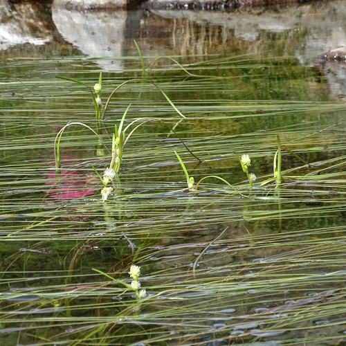 Schmalblättriger Igelkolben / Sparganium angustifolium