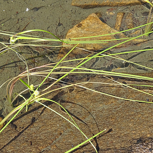 Schmalblättriger Igelkolben / Sparganium angustifolium