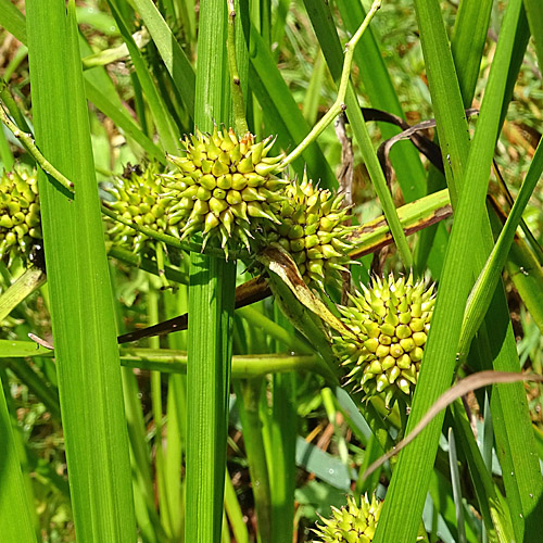 Ästiger Igelkolben / Sparganium erectum aggr.