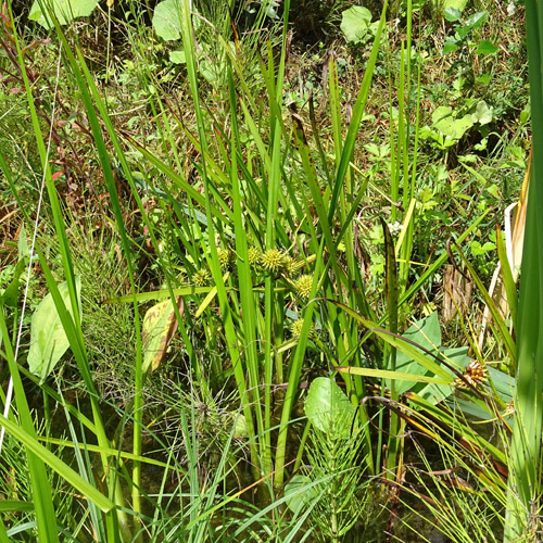 Ästiger Igelkolben / Sparganium erectum aggr.