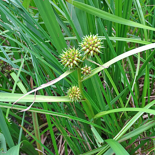 Ästiger Igelkolben / Sparganium erectum aggr.