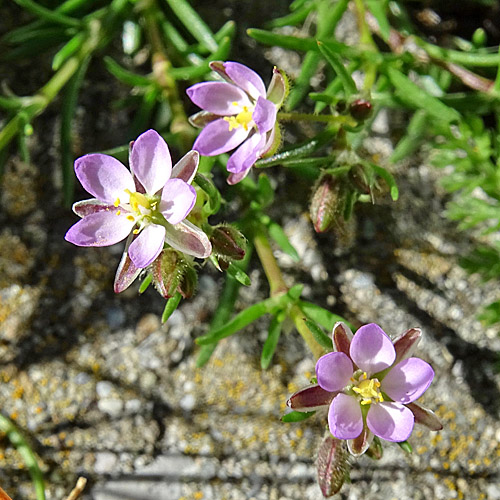 Rote Schuppenmiere / Spergularia rubra