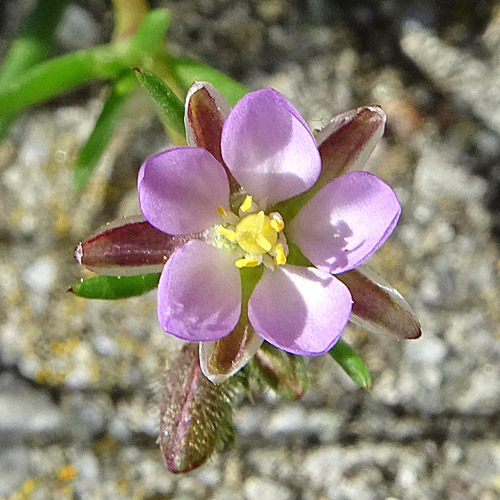 Rote Schuppenmiere / Spergularia rubra