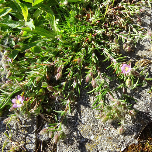 Rote Schuppenmiere / Spergularia rubra