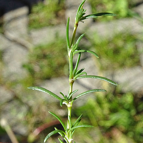 Rote Schuppenmiere / Spergularia rubra