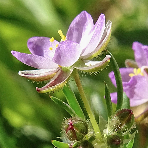 Rote Schuppenmiere / Spergularia rubra