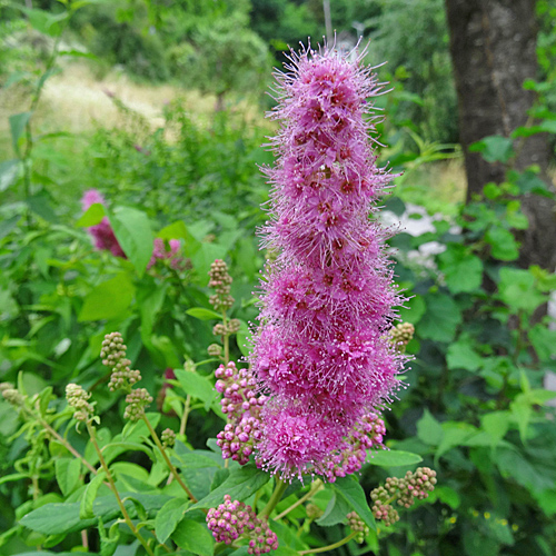 Weidenblättriger Spierstrauch / Spiraea salicifolia