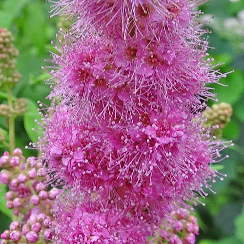 Weidenblättriger Spierstrauch / Spiraea salicifolia