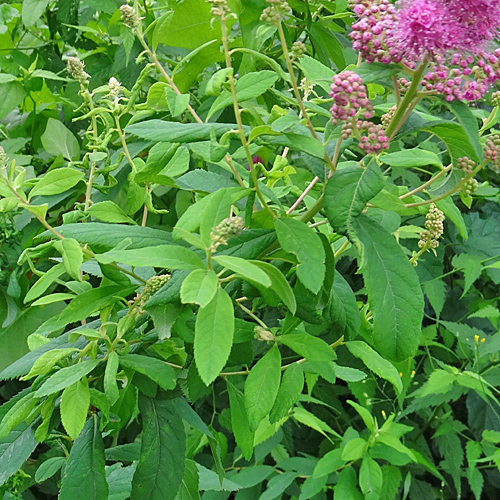 Weidenblättriger Spierstrauch / Spiraea salicifolia