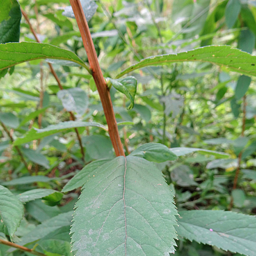 Weidenblättriger Spierstrauch / Spiraea salicifolia