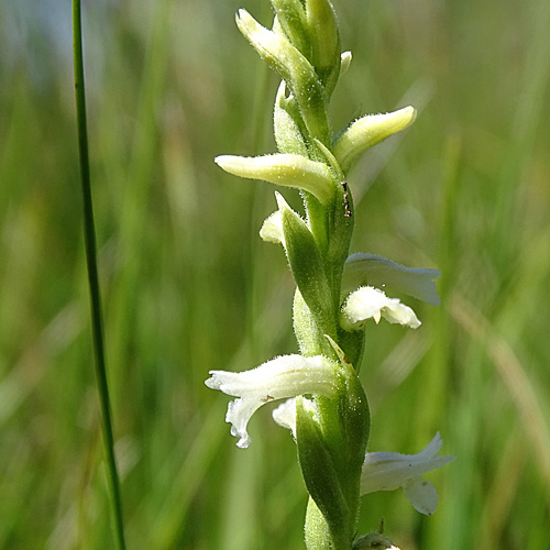 Sommer-Wendelähre / Spiranthes aestivalis