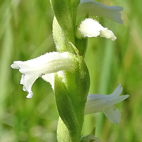 Sommer-Wendelähre / Spiranthes aestivalis