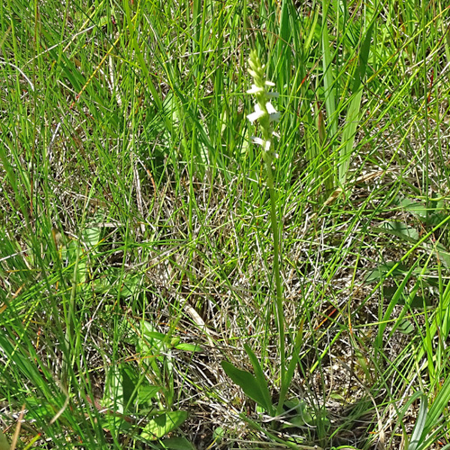 Sommer-Wendelähre / Spiranthes aestivalis