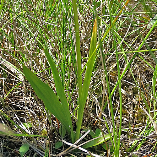 Sommer-Wendelähre / Spiranthes aestivalis