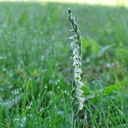 Herbst-Wendelähre / Spiranthes spiralis