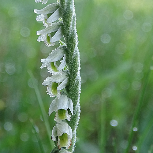 Herbst-Wendelähre / Spiranthes spiralis