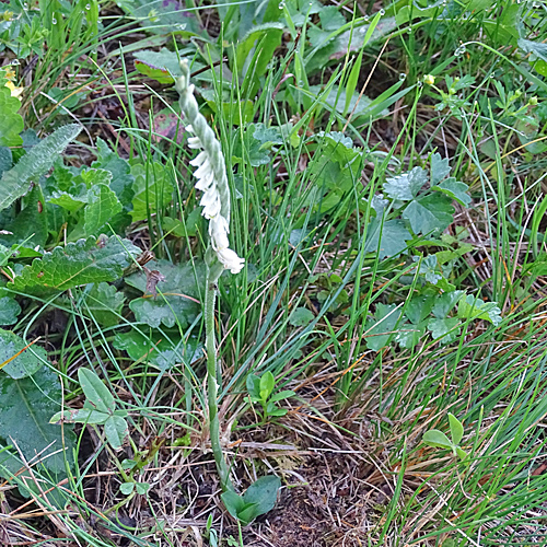 Herbst-Wendelähre / Spiranthes spiralis