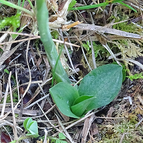 Herbst-Wendelähre / Spiranthes spiralis