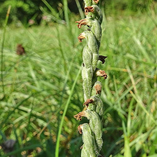 Herbst-Wendelähre / Spiranthes spiralis